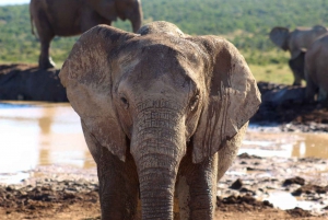 Privat Addo Elephant National Park dagstur med guide