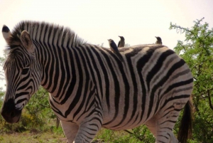 Privat Addo Elephant National Park heldagstur med guide