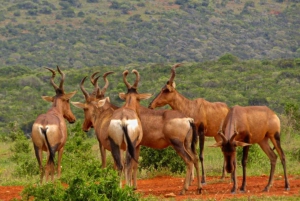 Privat Addo Elephant National Park dagstur med guide