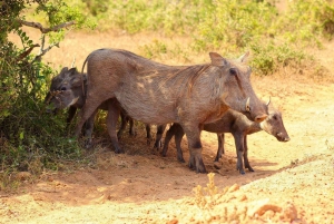 Privat Addo Elephant National Park heldagstur med guide