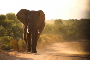 Privat Addo Elephant National Park heldagstur med guide