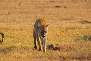 Privat Addo Elephant National Park heldagstur med guide