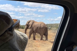 Privat safari i Addo Elephant Park & upphämtning/avlämning