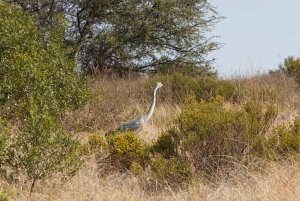 Privat safari i Addo Elephant Park & upphämtning/avlämning