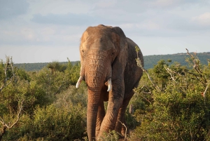 Privat safari i Addo Elephant Park & upphämtning/avlämning