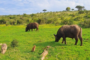 Privat safari i Addo Elephant Park & upphämtning/avlämning