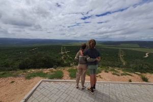 Privat safari i Addo Elephant Park & upphämtning/avlämning
