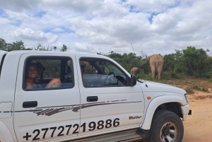 Privat safari i Addo Elephant Park & upphämtning/avlämning