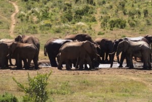 Private Addo & Schotia Full Day Tour