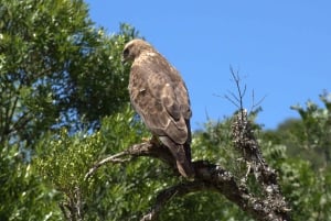 Private Addo & Schotia Full Day Tour