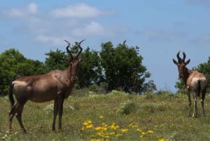 Private Addo & Schotia Full Day Tour