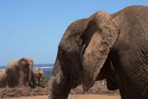 Private Addo & Schotia Full Day Tour