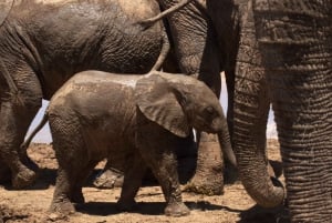 Private Addo & Schotia Full Day Tour