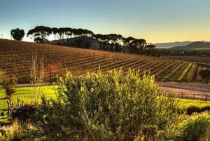 Private Half-day Tour of the Cape Winelands in Stellenbosch