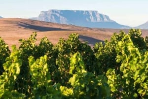 Private Half-day Tour of the Cape Winelands in Stellenbosch