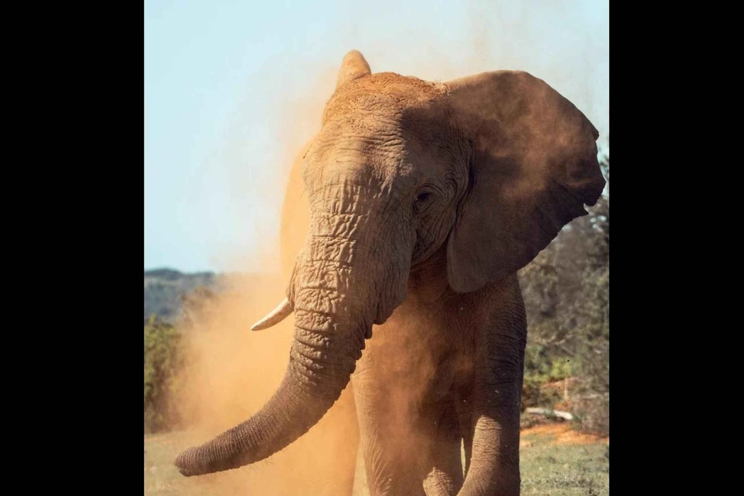 Pumba: päiväkierros yksityisellä luonnonsuojelualueella lounaalla