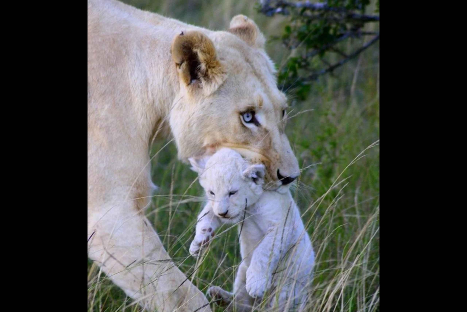 Pumba: päiväkierros yksityisellä luonnonsuojelualueella lounaalla