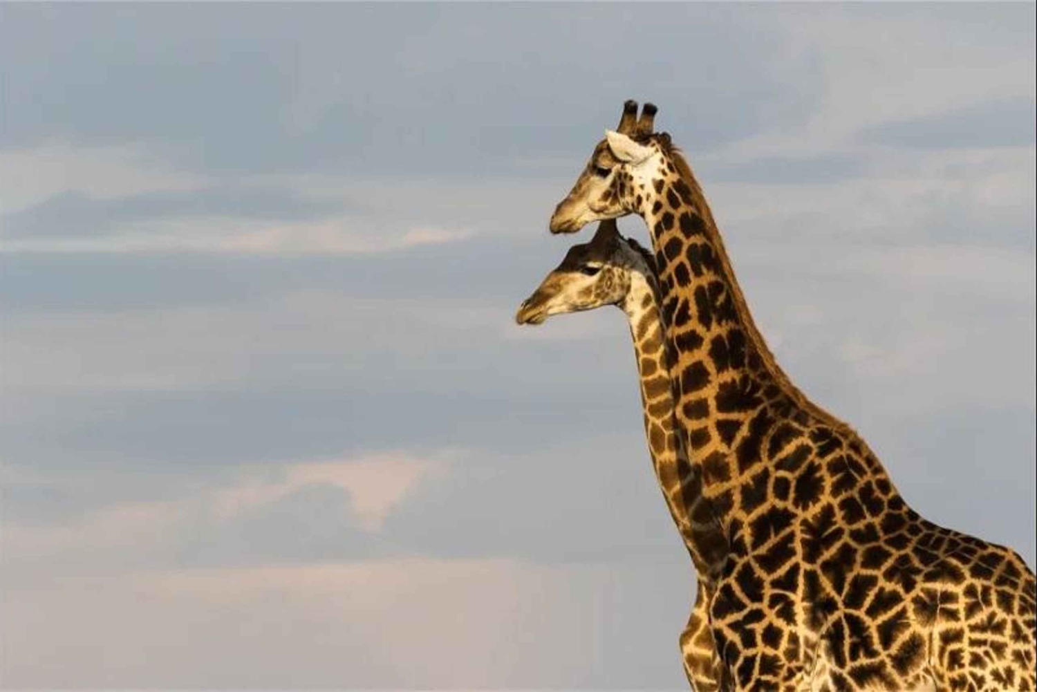 Pumba: päiväkierros yksityisellä luonnonsuojelualueella lounaalla