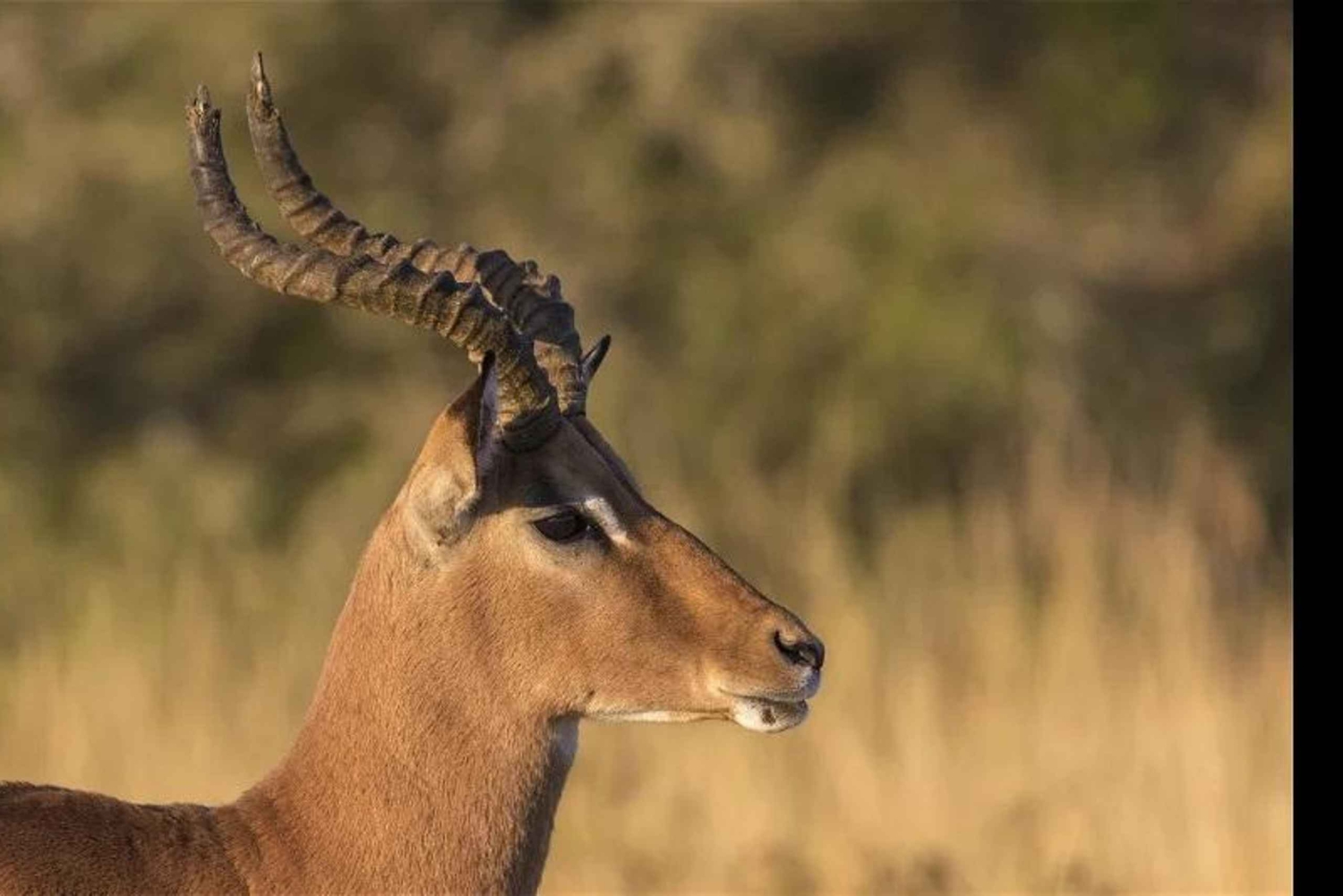 Pumba: päiväkierros yksityisellä luonnonsuojelualueella lounaalla