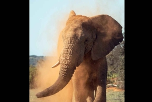 Pumba: päiväkierros yksityisellä luonnonsuojelualueella lounaalla