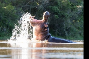 Pumba: päiväkierros yksityisellä luonnonsuojelualueella lounaalla