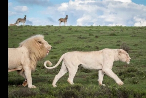 Pumba: päiväkierros yksityisellä luonnonsuojelualueella lounaalla