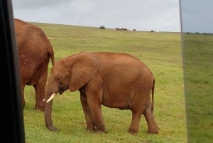 Safari game drive tour