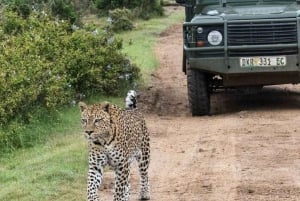 Safari game drive tour