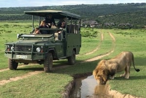 Safari game drive tour