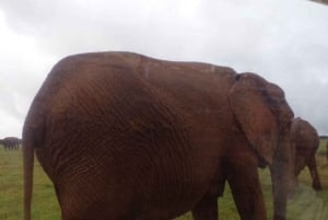 Safari Wildtier Tour