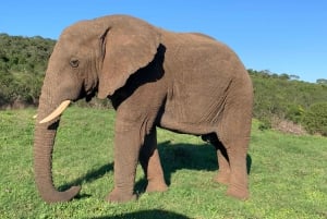 スコティアへのサファリ 1 日ツアー