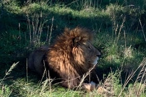 Safari dans la Schotia visite d'une jounée