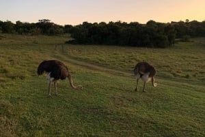 Safari in i Schotia Dagsutflykt