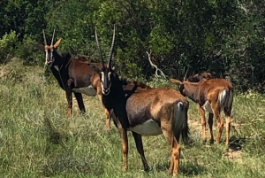 Safari inn i Schotia Halvdagstur