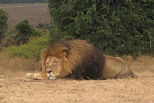 Safari inn i Schotia Halvdagstur