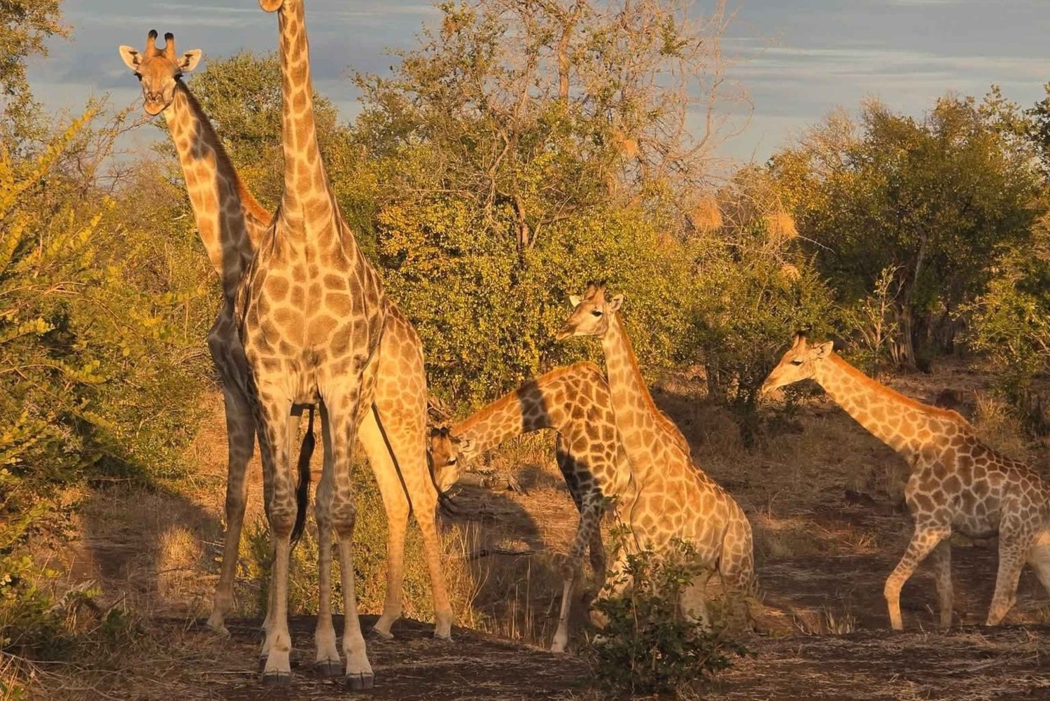 Ncanarha: Schotia Game Reserve Safari with Picnic