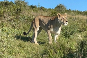 Schotia-safaritur (med picnic)