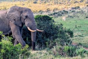 Schotia-safaritur (med picnic)