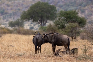 Schotia-safaritur (med picnic)