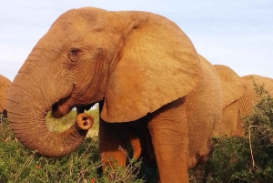 Schotia-safaritur (med picnic)