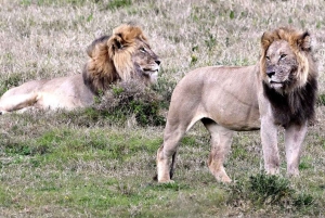 Schotia-safaritur (med picnic)
