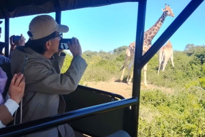 Schotia-safaritur (med picnic)