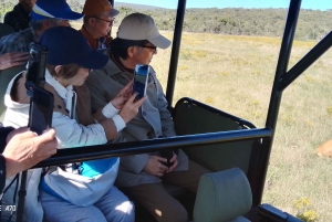 Schotia-safaritur (med picnic)