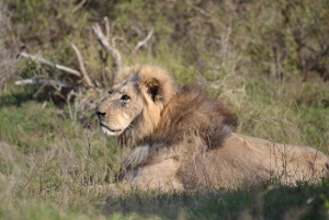 Schotia: Hele dag open safari voertuig met lunch