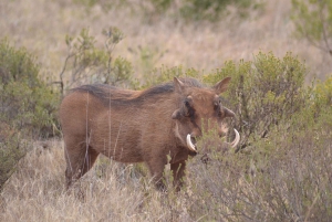 Schotia: Hele dag open safari voertuig met lunch