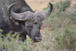 Schotia: Hele dag open safari voertuig met lunch