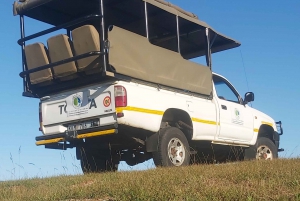 Schotia: Hele dag open safari voertuig met lunch