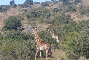 Schotia: Hele dag open safari voertuig met lunch