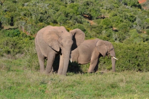 Schotia: Hele dag open safari voertuig met lunch