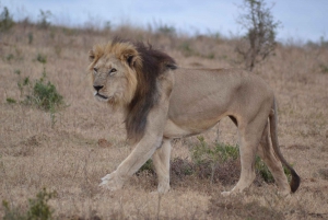 Schotia: Hele dag open safari voertuig met lunch